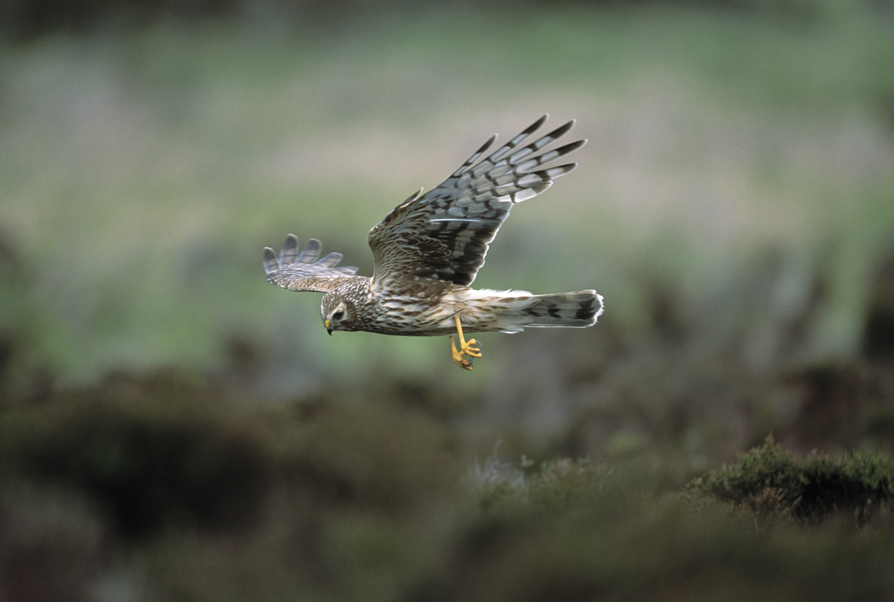 Pretty Hen harrier
