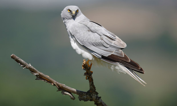 Pretty Hen harrier