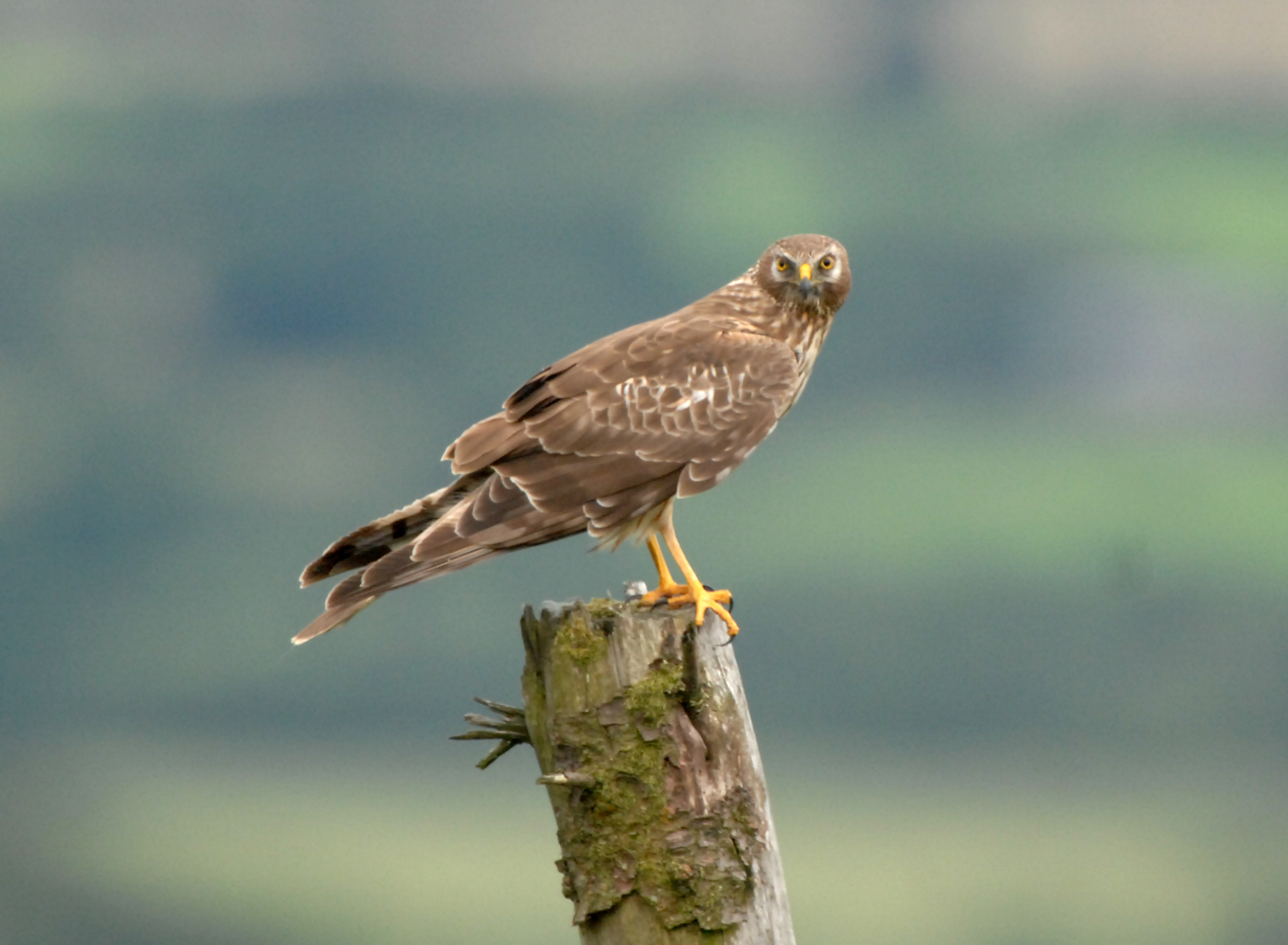 Pretty Hen harrier