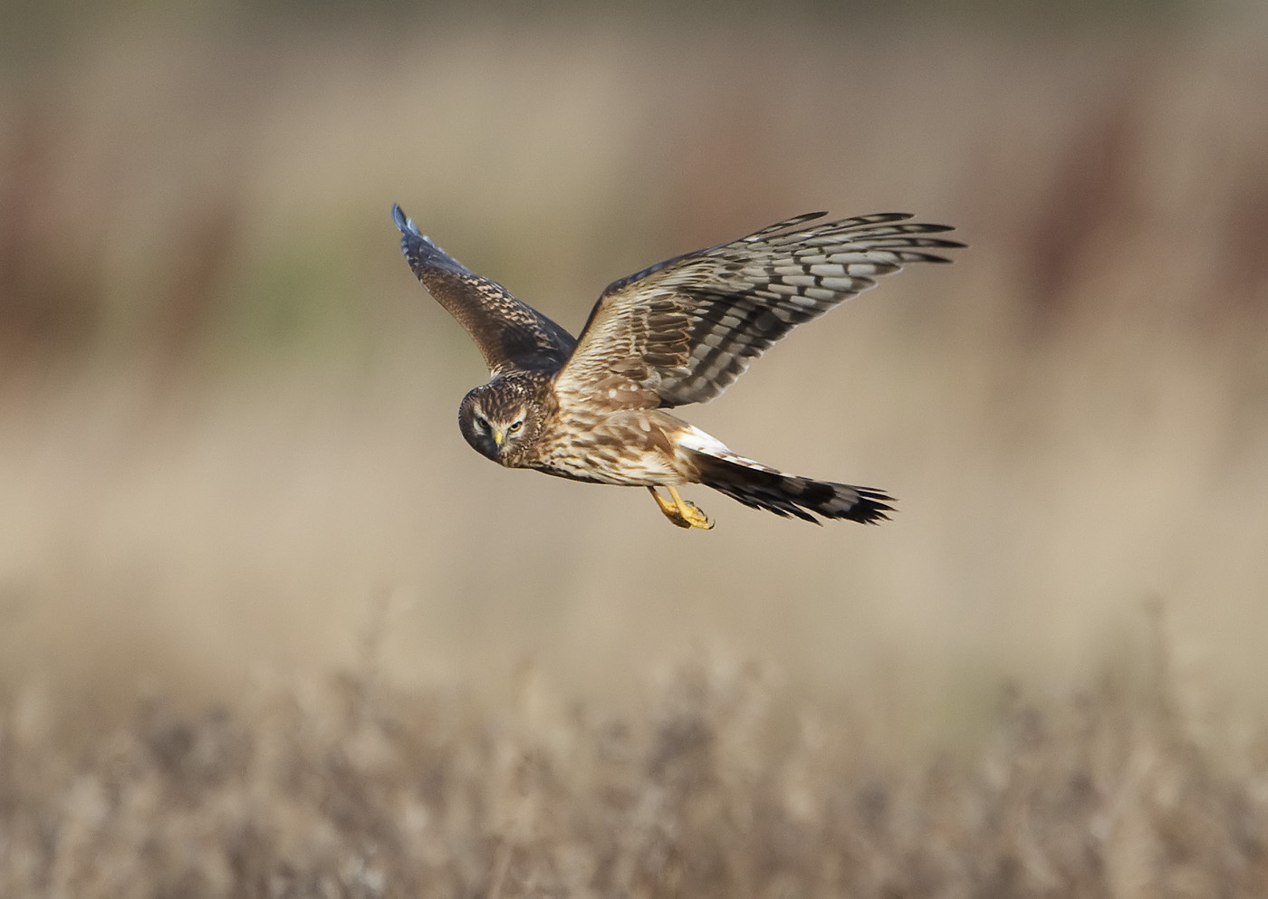 Pretty Hen harrier
