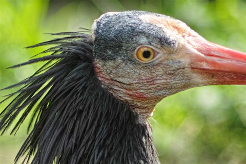 Pretty Hermit ibis