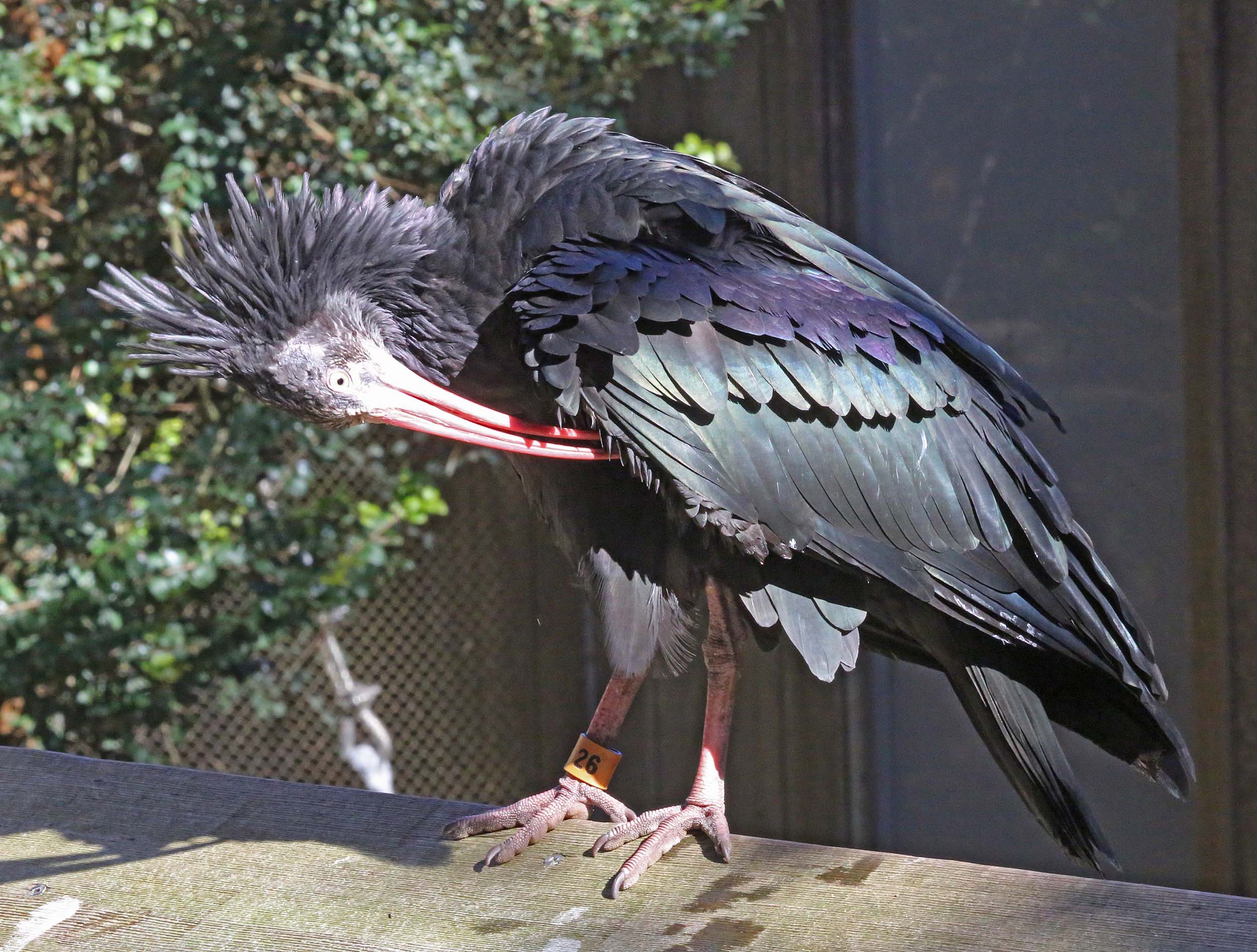 Pretty Hermit ibis