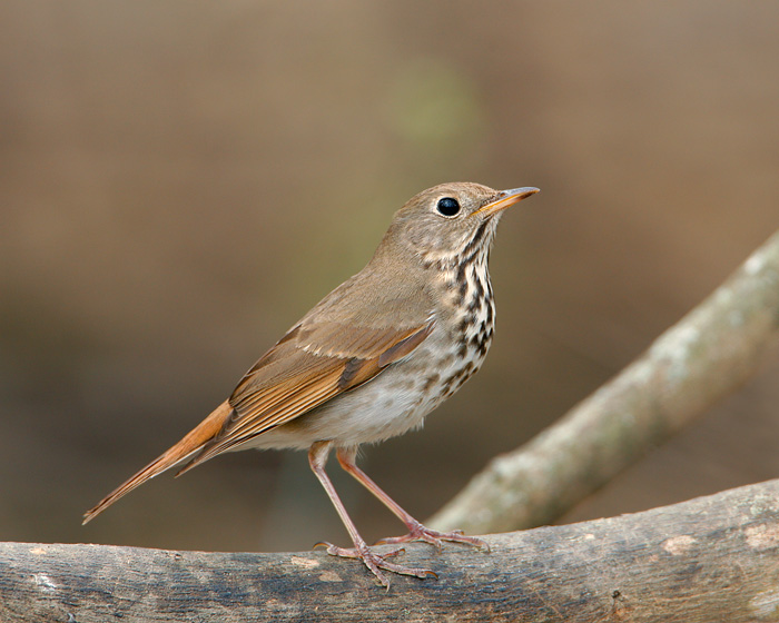 Hermit thrush