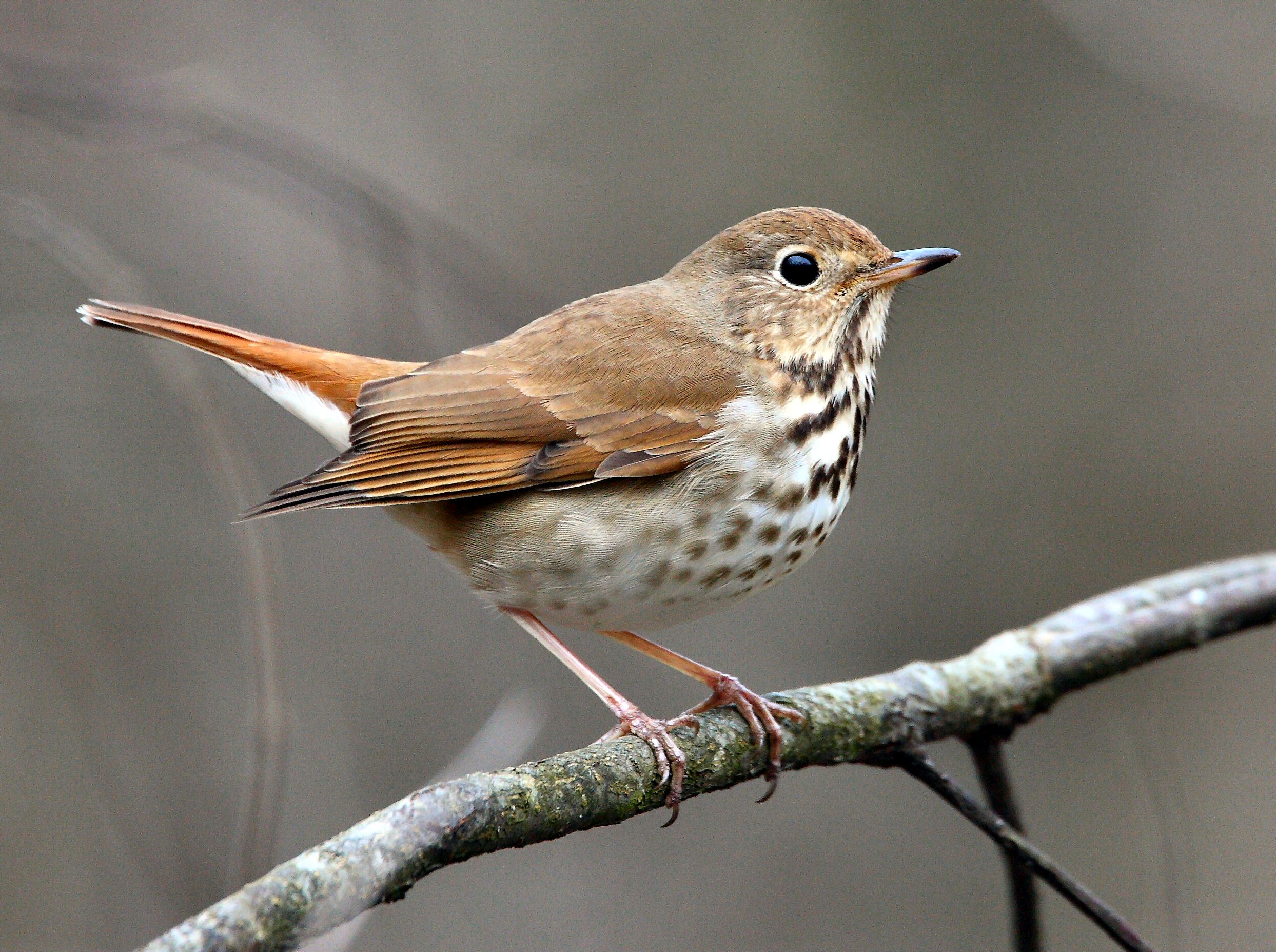 Pretty Hermit thrush
