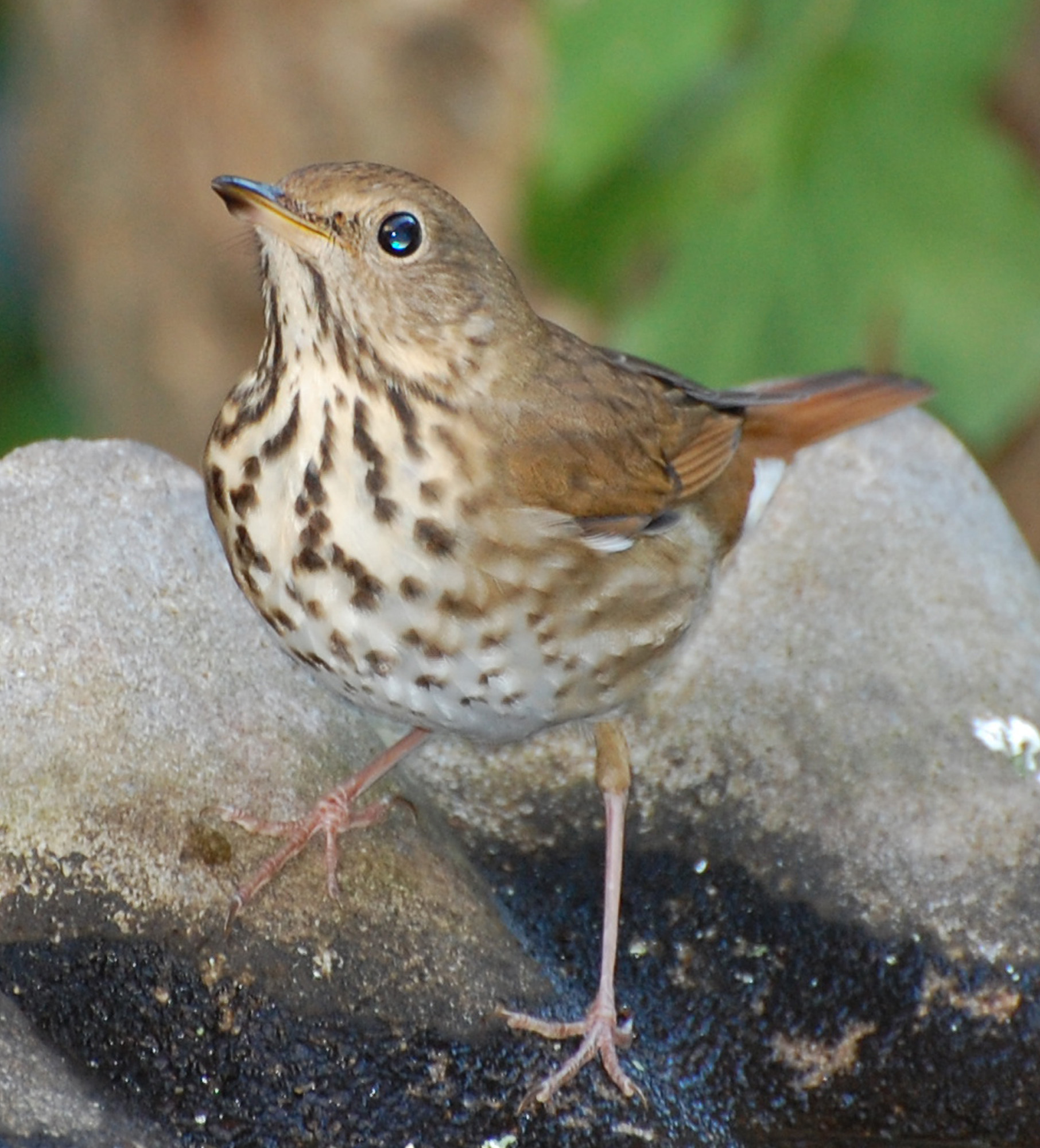 Pretty Hermit thrush