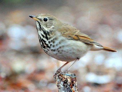 Pretty Hermit thrush