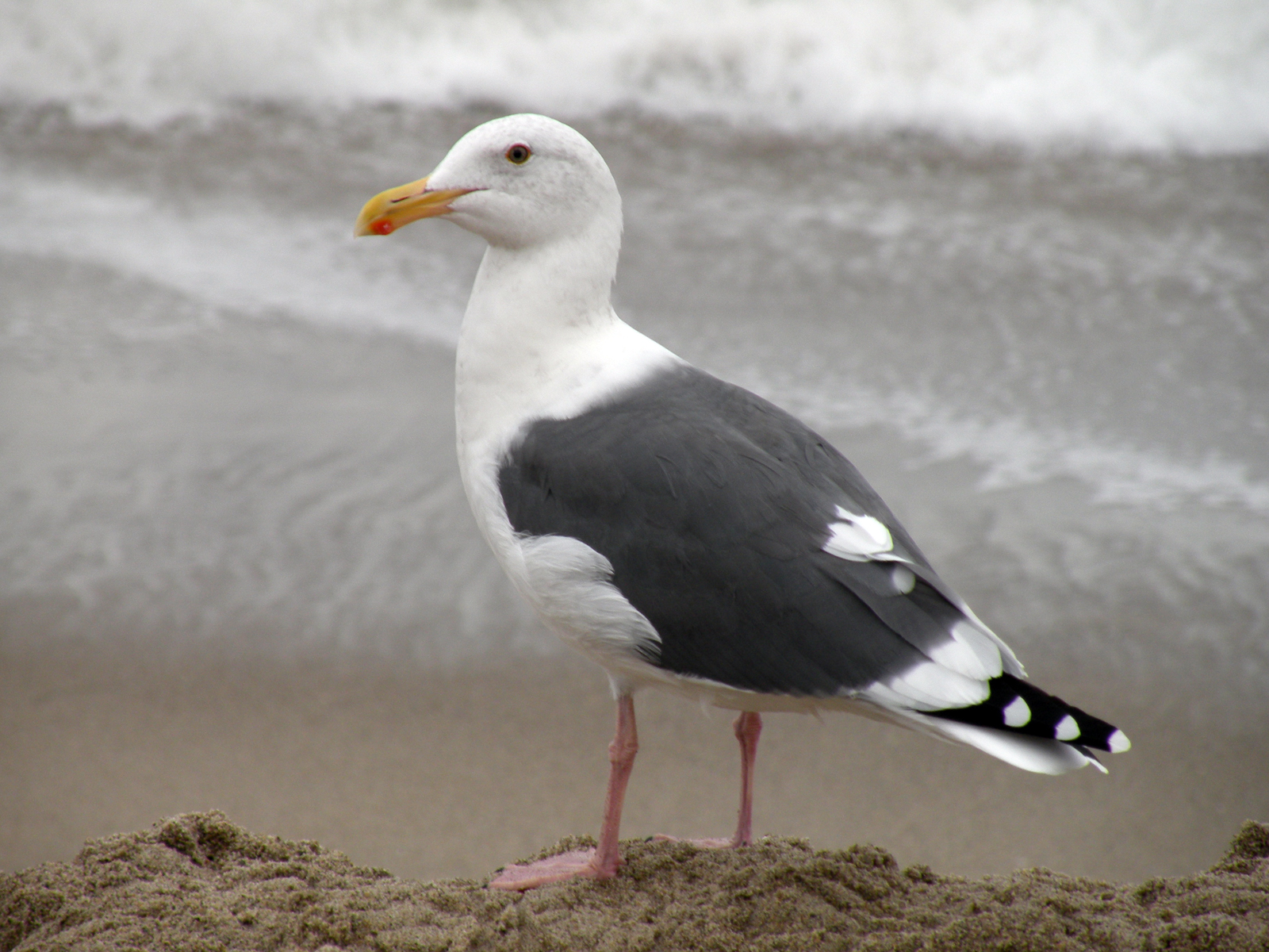 Herring gull