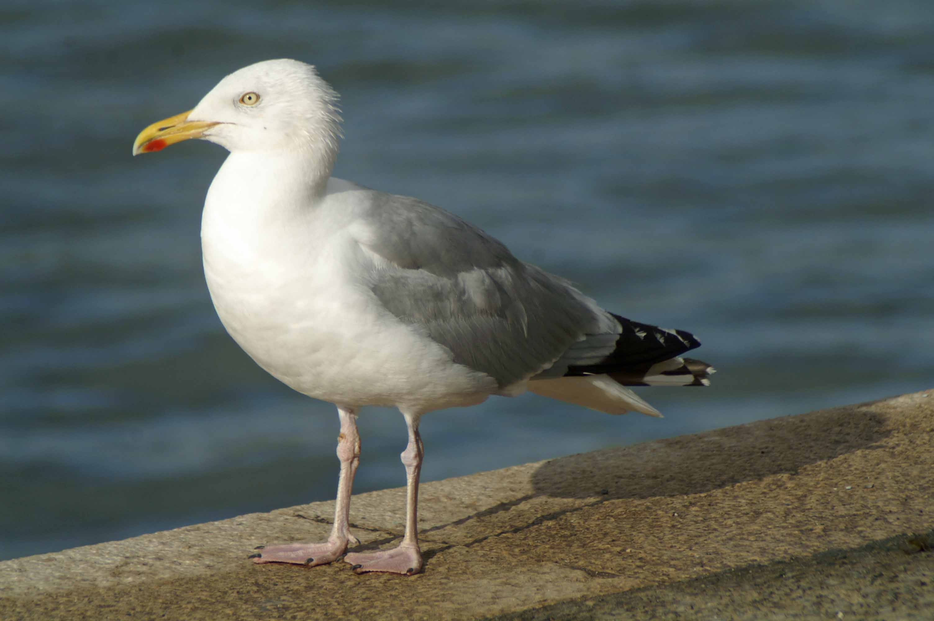 Pretty Herring gull