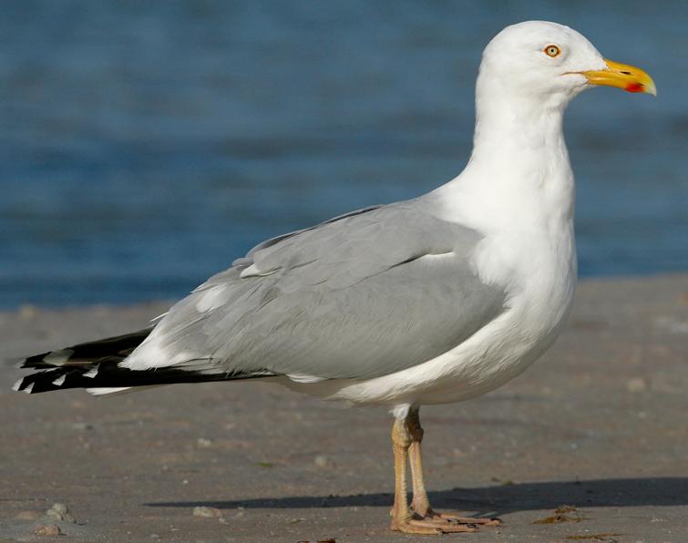 Pretty Herring gull