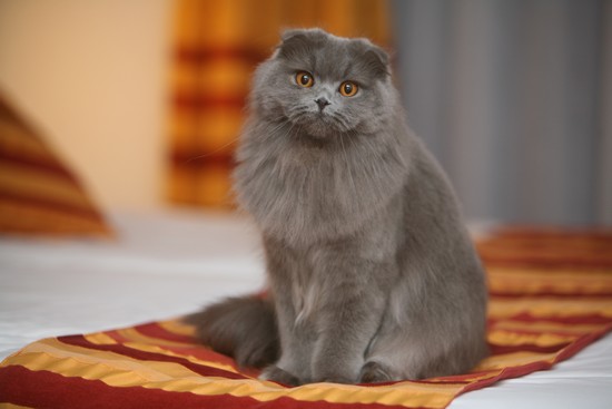 Highland Fold - Cat Breed
