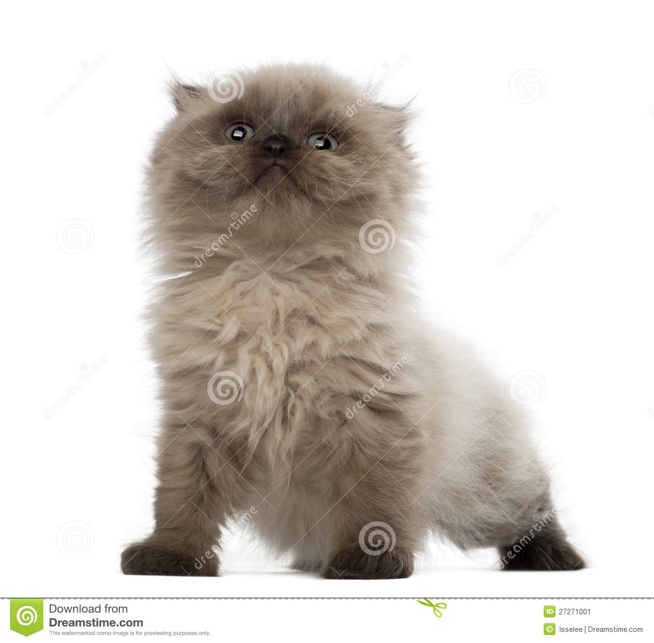 Nice Highland Fold - Cat Breed