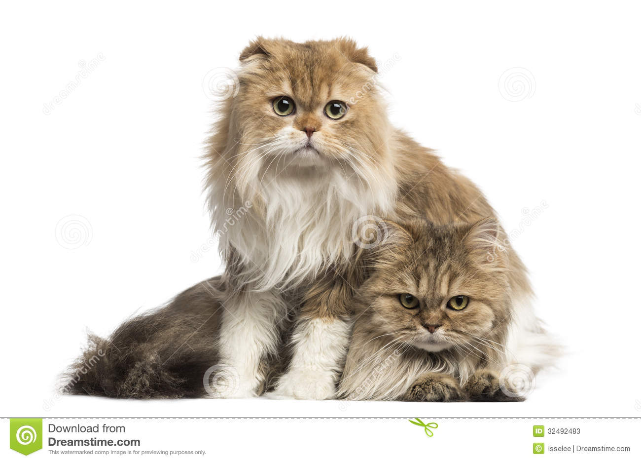 Cool Highland Fold - Cat Breed
