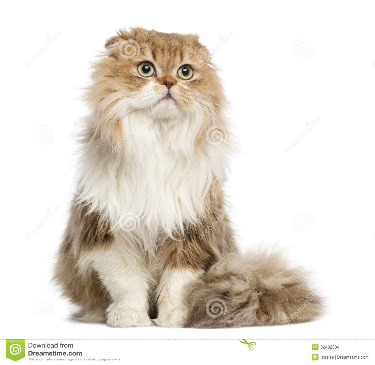 Pretty Highland Fold - Cat Breed