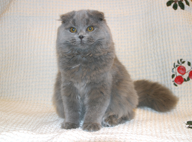 Cute Highland Fold - Cat Breed