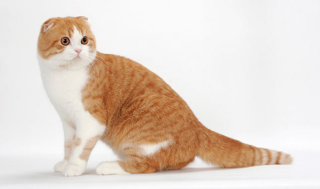 Highland Fold - Cat Breed photo 