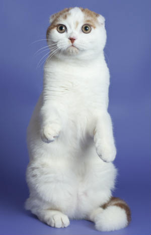 Highland Fold - Cat Breed wallpaper