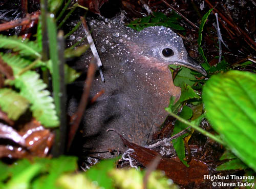 Pretty Highland tinamou
