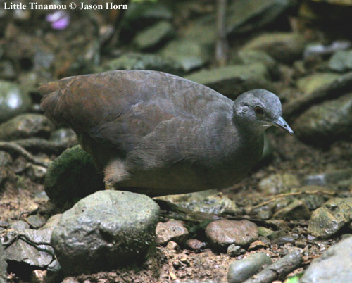 Pretty Highland tinamou