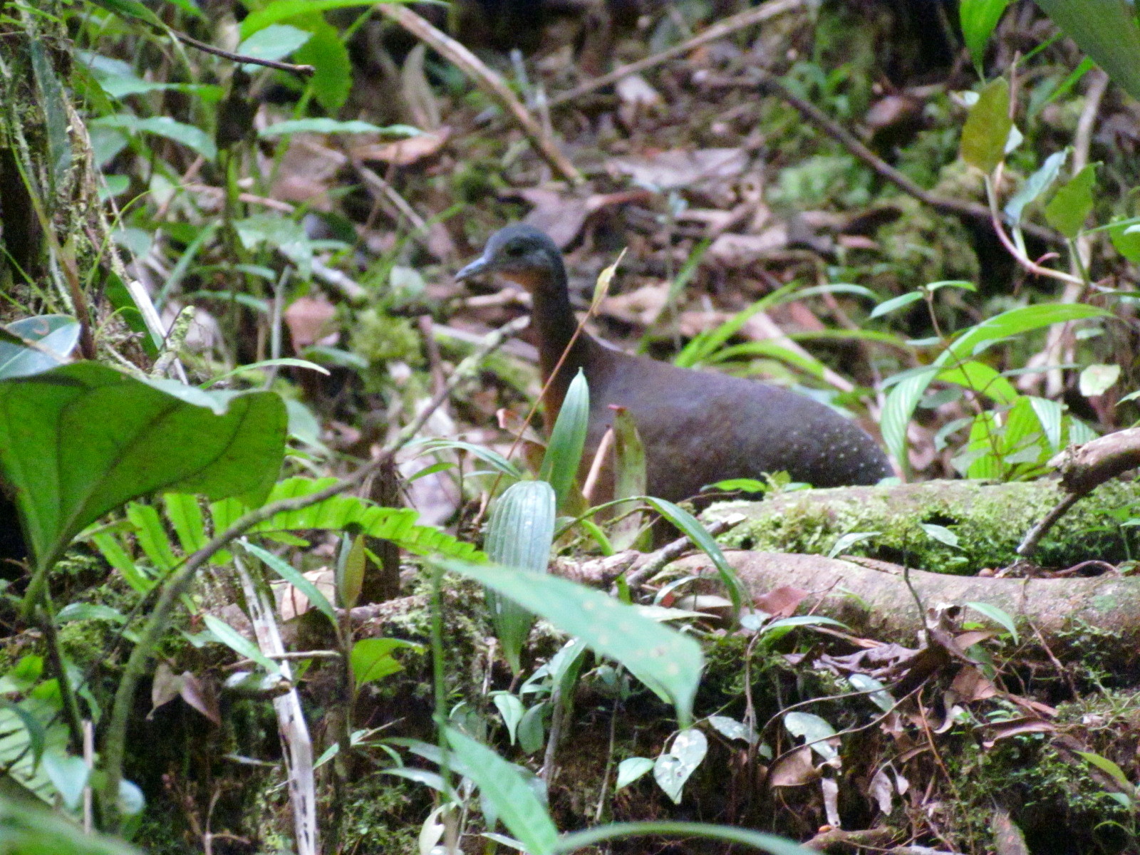 Pretty Highland tinamou