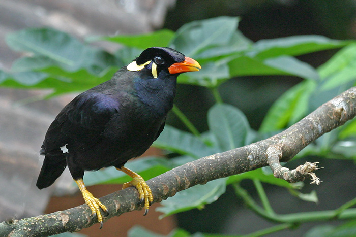 Hill myna