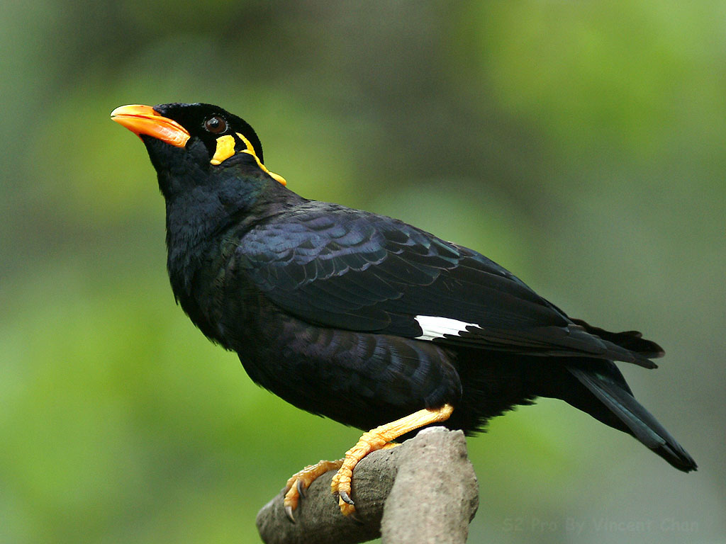 Pretty Hill myna