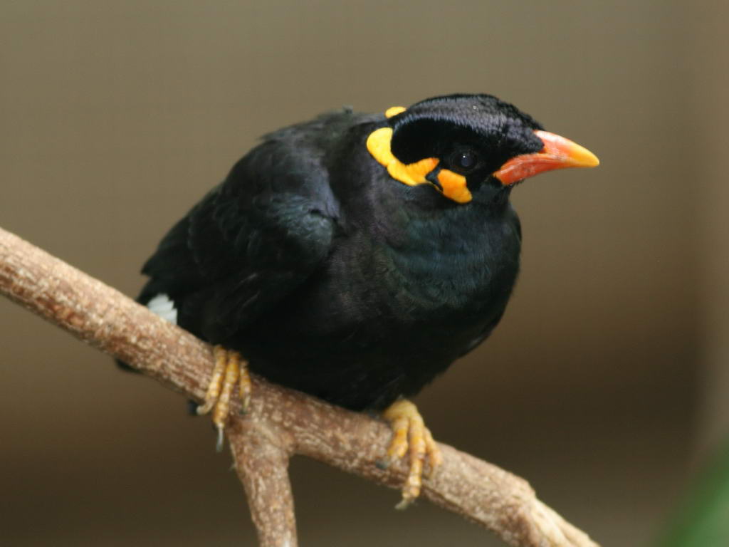 Pretty Hill myna