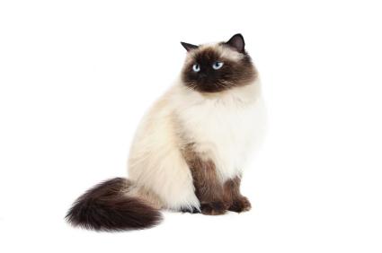 Himalayan Cat - Cat Breed