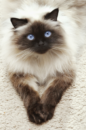 Nice Himalayan Cat - Cat Breed