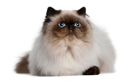 Cool Himalayan Cat - Cat Breed