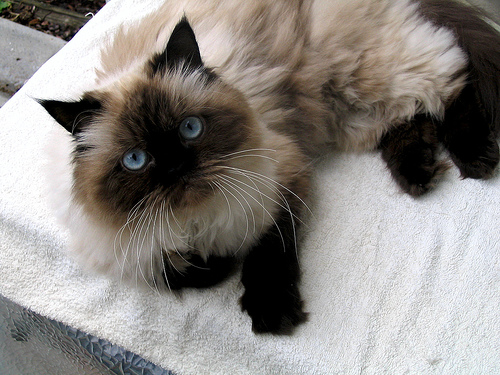 Pretty Himalayan Cat - Cat Breed