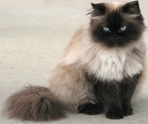 Cute Himalayan Cat - Cat Breed
