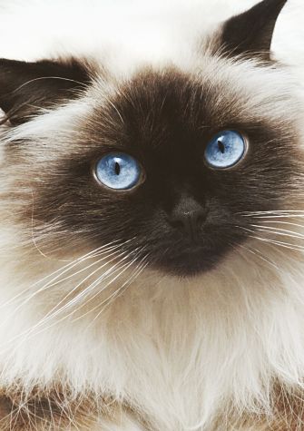 Wallpaper Himalayan Cat - Cat Breed