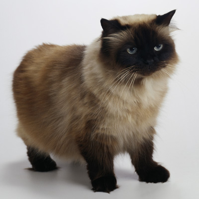 Photo Himalayan Cat - Cat Breed