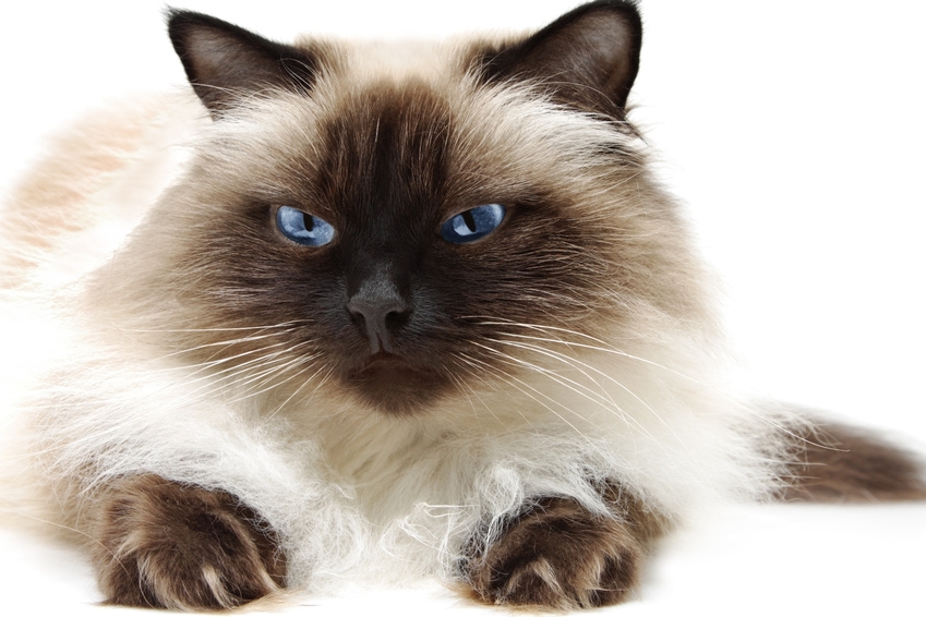 Himalayan Cat - Cat Breed photo 