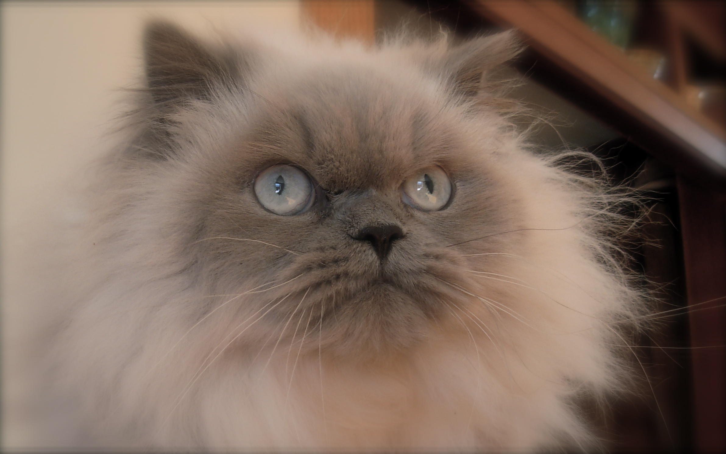 Himalayan Cat - Cat Breed wallpaper