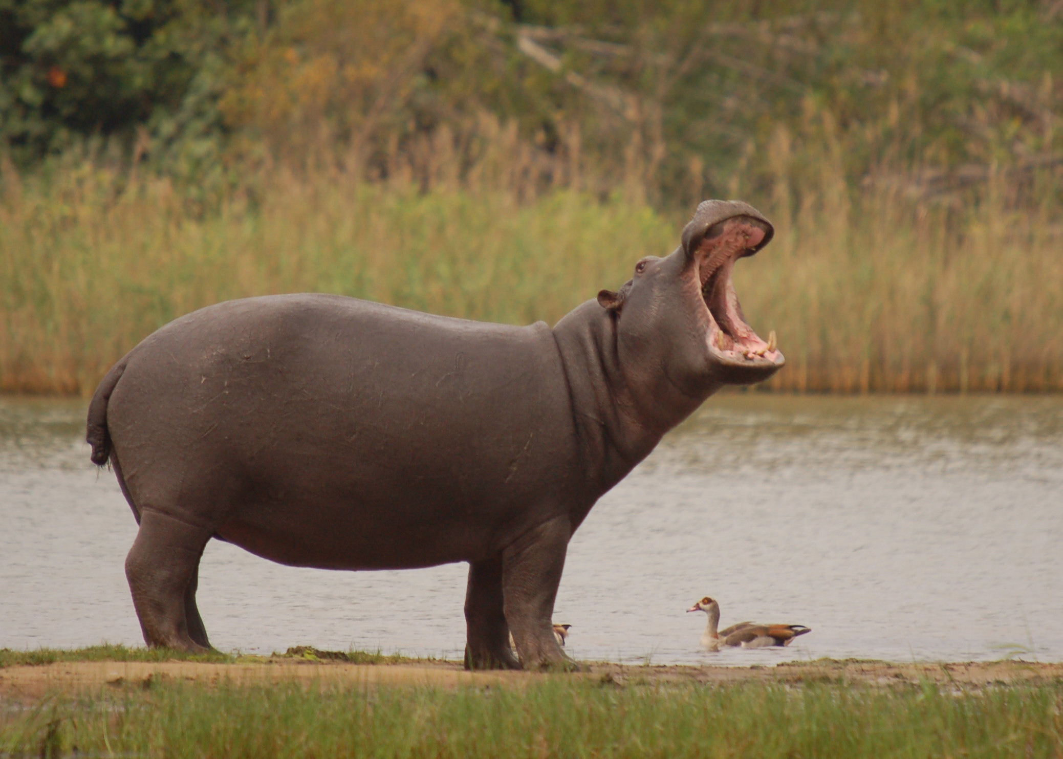 Nice Hippo