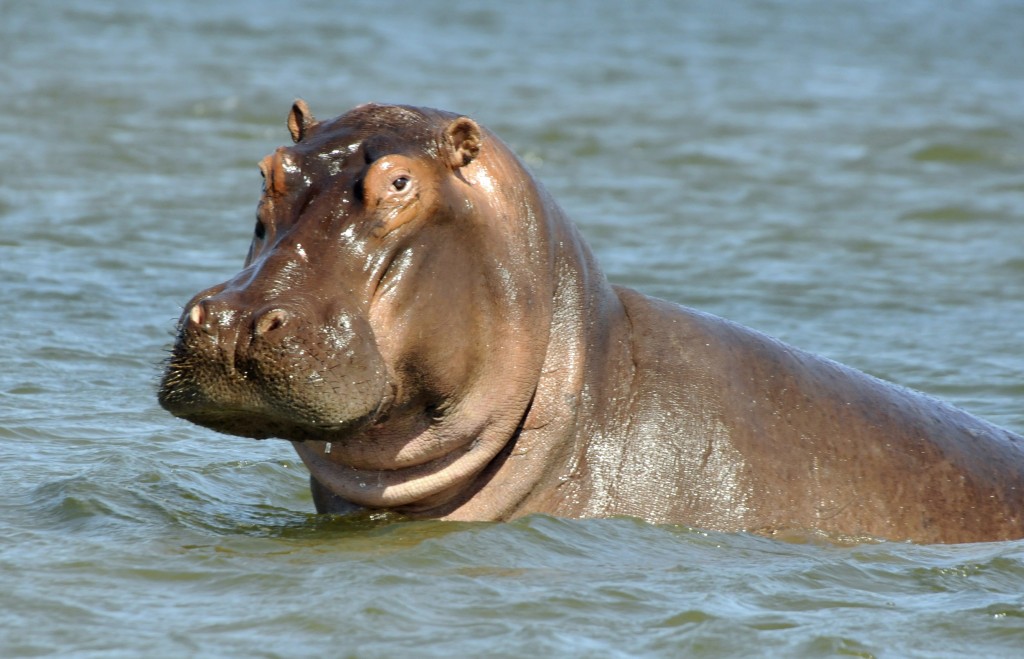 Cool Hippo