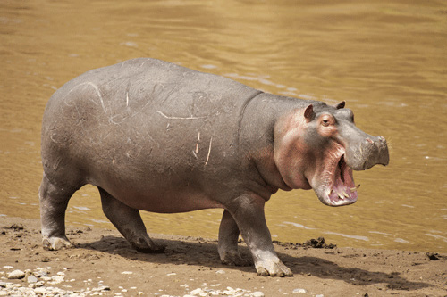 Cute Hippo