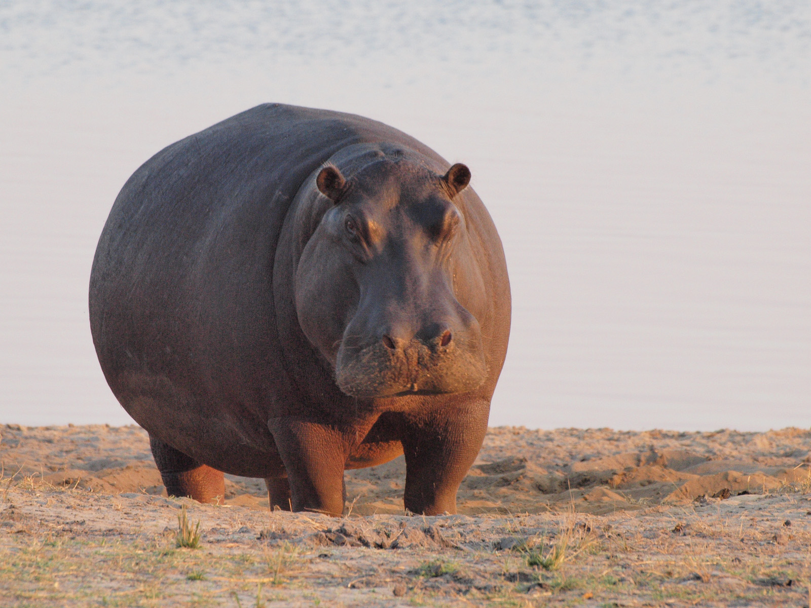 Wallpaper Hippo