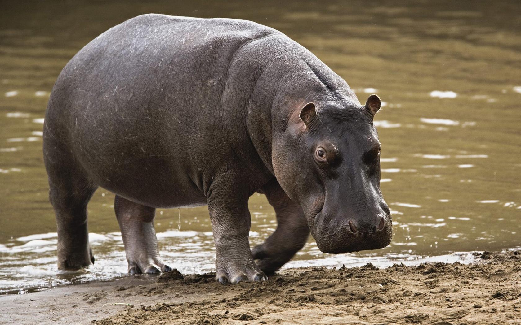 Photo Hippo