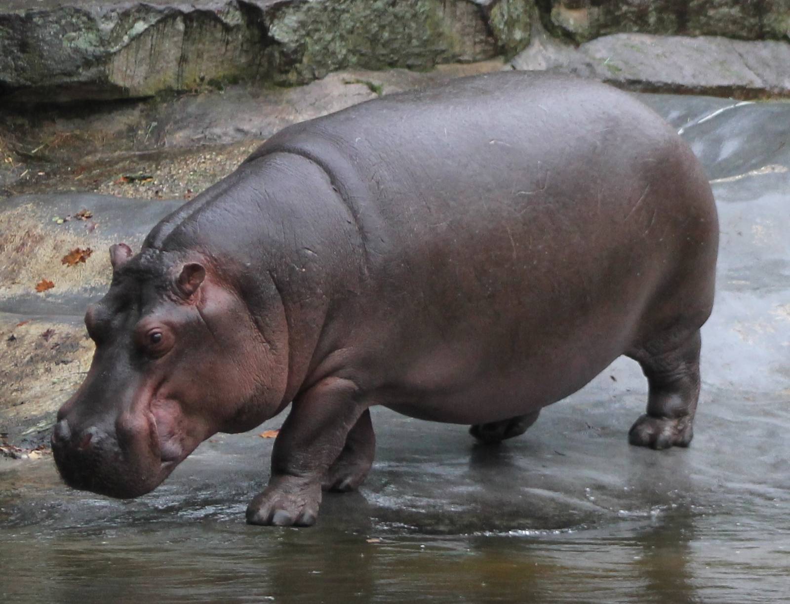 Hippo wallpaper