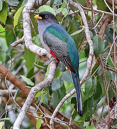 Pretty Hispaniolan trogon