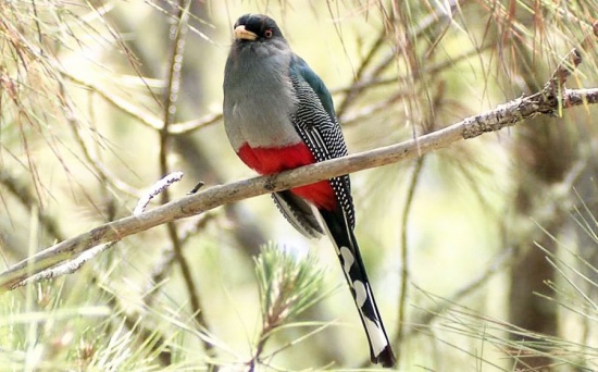 Pretty Hispaniolan trogon