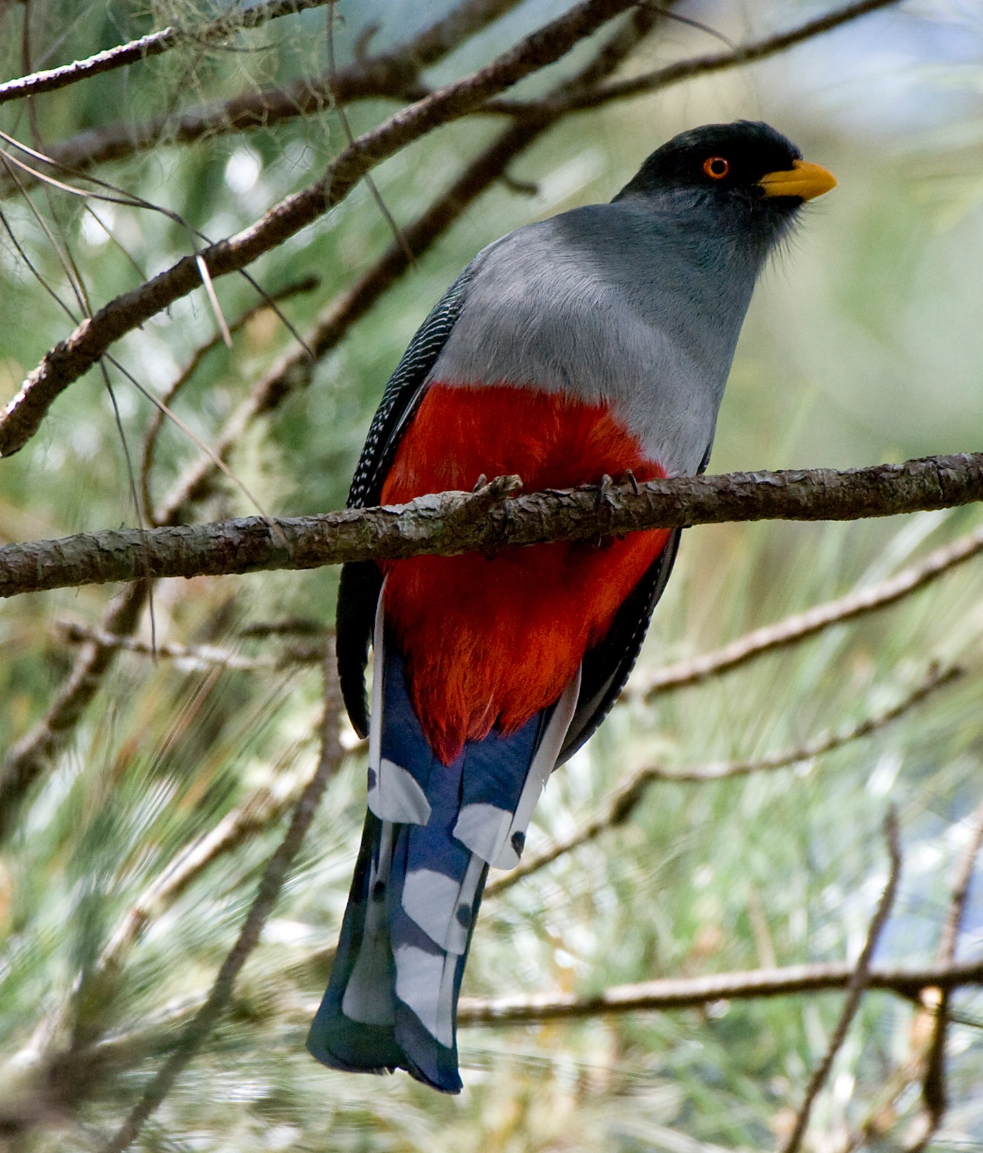 Pretty Hispaniolan trogon