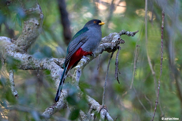 Pretty Hispaniolan trogon