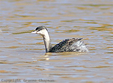 Hoary-headed grebe