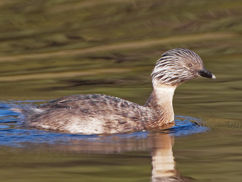 Pretty Hoary-headed grebe
