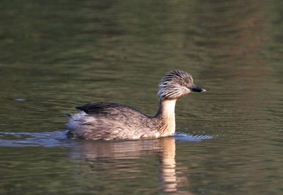 Pretty Hoary-headed grebe
