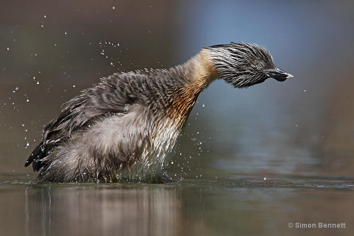Pretty Hoary-headed grebe