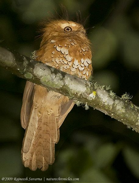 Hodgson’s frogmouth